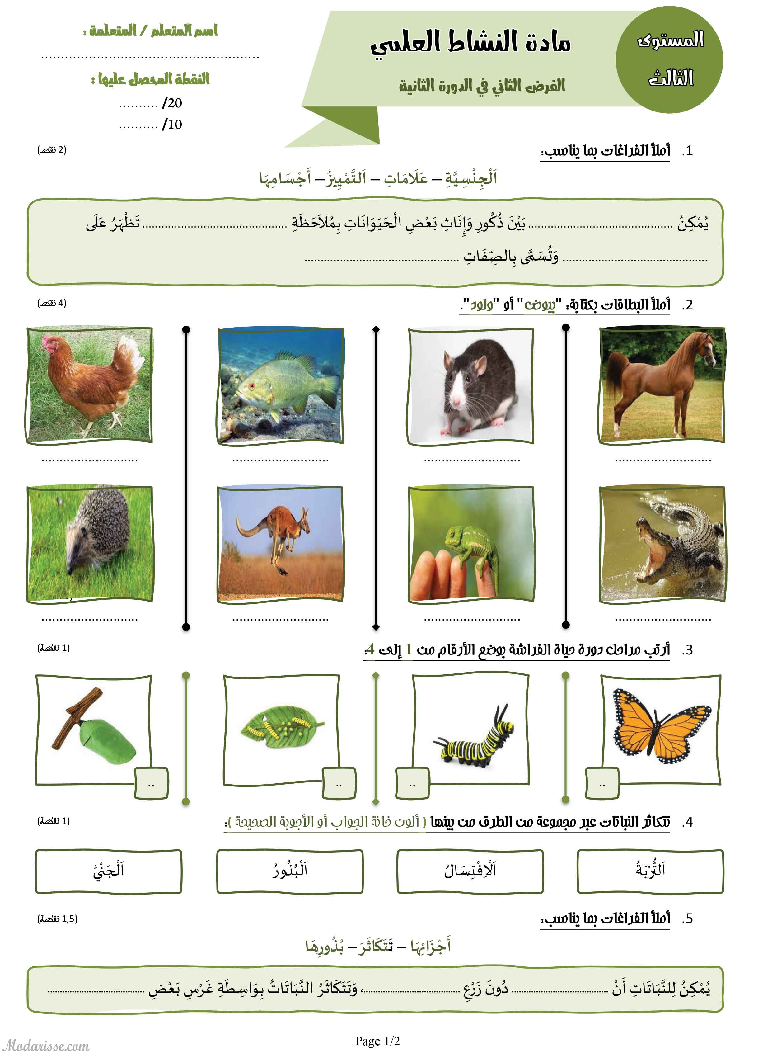 معاينة الامتحان
